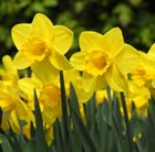 Narcissus Carlton