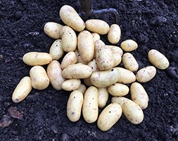 potato 'Jazzy' (potato - second early, Scottish basic seed potato)