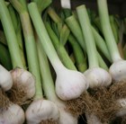 garlic (softneck)