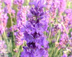 lavender