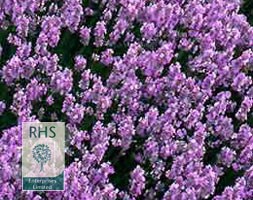lavender