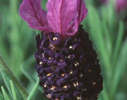 Lavandula 'Fathead' (lavender)