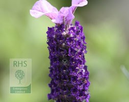 lavender