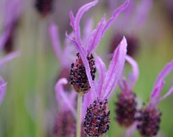 Lavandula pedunculata subsp. pedunculata (butterfly lavender)