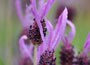 butterfly lavender