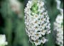 French lavender