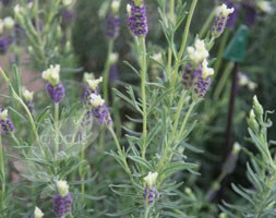 French lavender