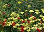 yarrow