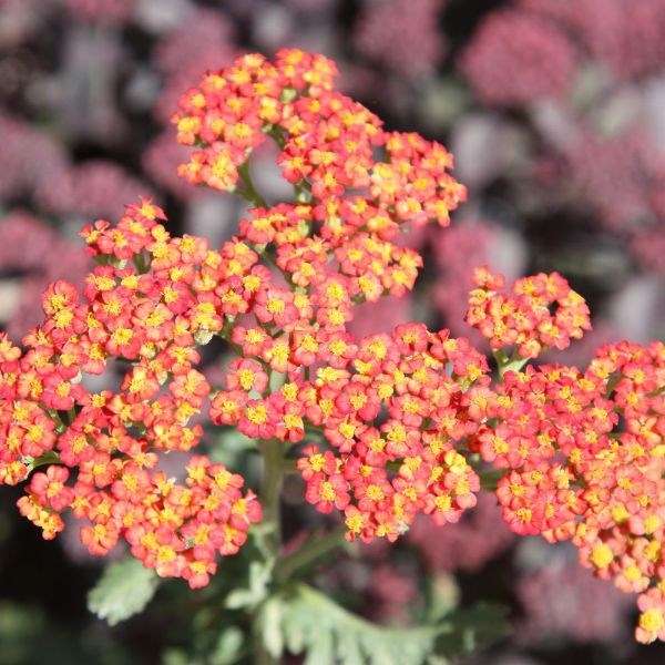 yarrow yarrow