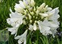 African lily