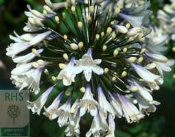 Agapanthus 'Enigma' (African lily)
