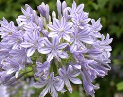 Agapanthus 'Glen Avon' (African lily)