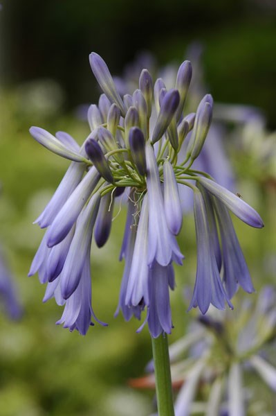 African lily African lily