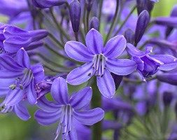 Agapanthus 'Inkspots' (African lily)