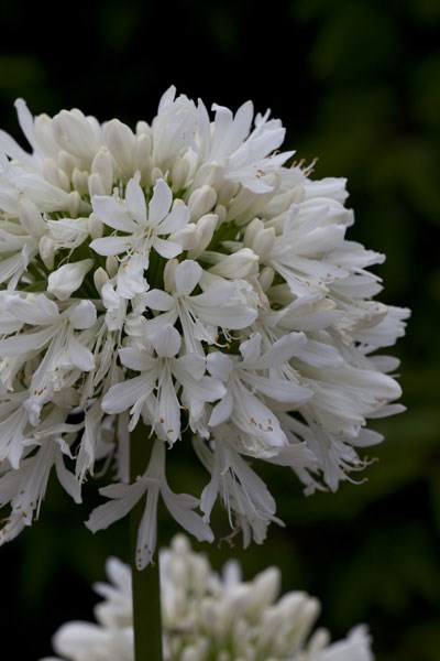 African lily African lily