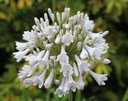 African lily