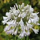 African lily