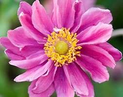 Anemone hupehensis var. japonica 'Pamina' (Japanese anemone)