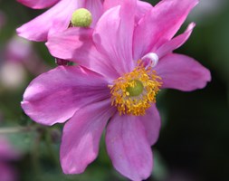 Anemone hupehensis var. japonica 'Prinz Heinrich' (windflower)