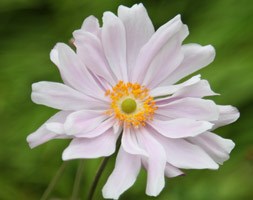 Japanese anemone