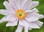 Japanese anemone