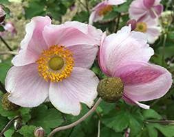 Japanese anemone