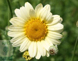 Anthemis tinctoria 'Sauce Hollandaise' (dyer's chamomile)