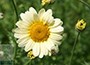 dyer's chamomile