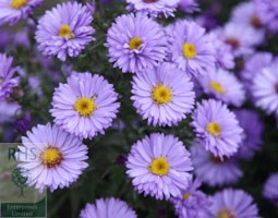 Aster novi-belgii 'Barbados' (Island Series) (New York aster)