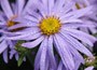 aster