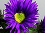 New York aster