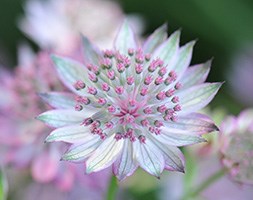 Astrantia 'Buckland' (masterwort)