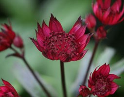 great black masterwort