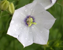 bellflower
