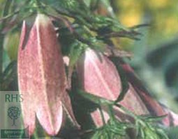 bellflower