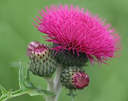 Cirsium rivulare 'Atropurpureum' (brook thistle)