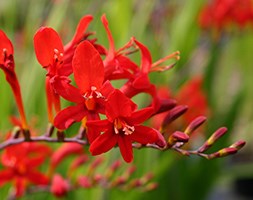 montbretia