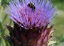 cardoon