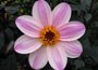 Dahlia