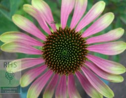 Echinacea 'Green Envy' (PBR) (coneflower)