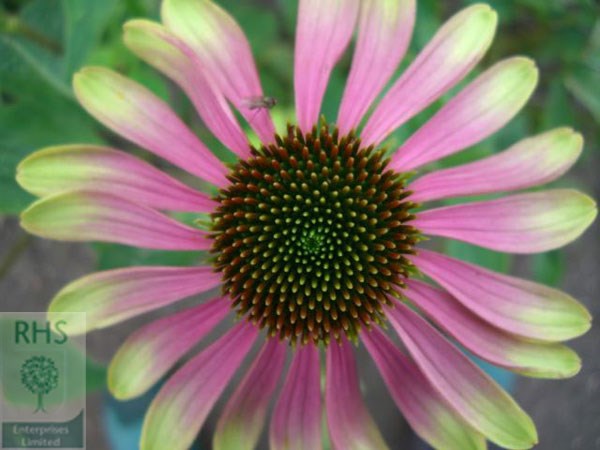 echinacea green envy