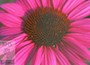 purple coneflower