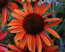 Echinacea 'Sundown' (PBR) (Big Sky Series) (coneflower)