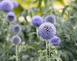 blue globe thistle