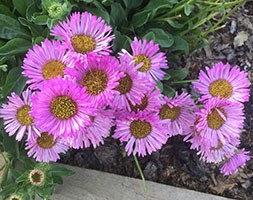 beach aster