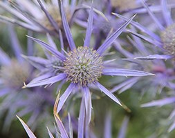 sea holly
