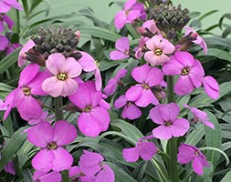 Erysimum ‘Bowles’s Mauve’