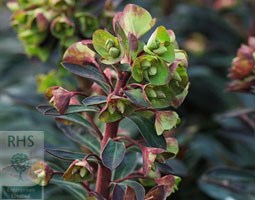 Euphorbia Blackbird ('Nothowlee') (PBR) (spurge)