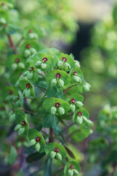 Martin's spurge Martin's spurge