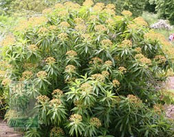 Euphorbia mellifera (canary spurge)